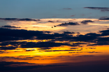 Naklejka premium Birds flying in sunset