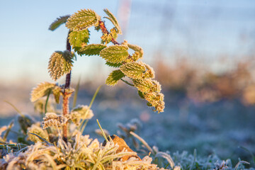 Frost plant of nettle