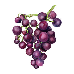 Bunch of purple grapes. Watercolor illustration isolated on transparent background
