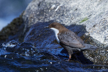 Wasseramsel (Cinclus cinclus) an der Spree bei der Futtersuche