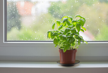 basil plant in  pot on  window sill - Powered by Adobe