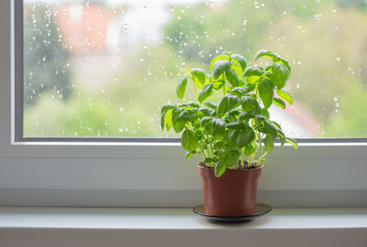 basil plant in  pot on  window sill