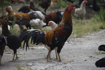 home-brewed chicken farm in Indonesia