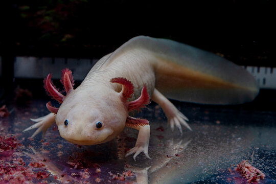 Ambystoma mexicanum. Feeding a pink axolotl