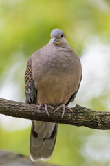 深い森の中のキジバト