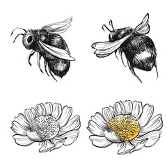 graphic illustration bee and camomile, hand draw art black line. for textile, postcard, background