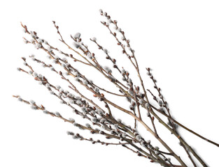 Beautiful pussy willow branches with flowering catkins isolated on white © New Africa