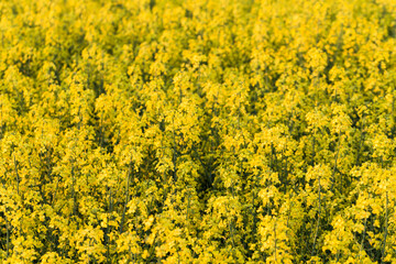 field of rapeseed