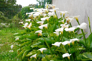 Arums en fleurs en Bretagne