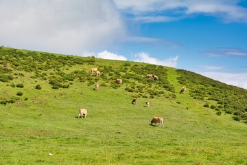 Cattle grazing in a pasture in a mountainous area on a cloudy day