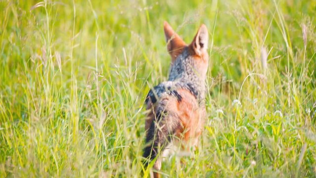 Black-backed jackal hopping through tall green grass stalks in Africa.