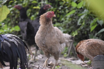 Naklejka na ściany i meble home-brewed chicken farm in Indonesia