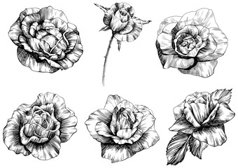 Rose flowers isolated on white collection. Hand drawn vintage illustration set.
