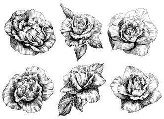 Rose flowers isolated on white collection. Hand drawn vintage illustration set.
