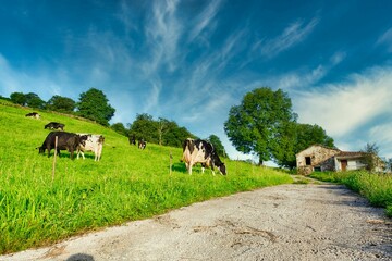 Naklejka na ściany i meble Flock of cows grazing on a field in Valles Pasiegos, Picos de Europa, Cantabria