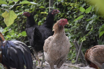 home-brewed chicken farm in Indonesia