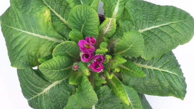 Timelapse of Spring Flower Blossom. Primula Vulgaris. Blooming Primrose Flower on a Black Background. Yellow and pink Primula Blossoming and Wilting.