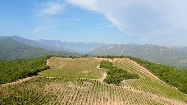 Aerial Spectacle: The Lush, Sprawling Vineyards of Torraccia Winery in Lecci, Corsica &ndash; A Harmony of Nature and Agrarian Charm