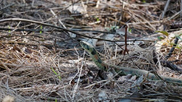 Alerted Snake Rhabdophis tigrinus tiger keelback in Fallen Leaves in Forest Ground in Spring, Russia