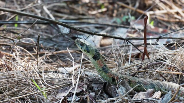 Adult Rhabdophis tigrinus tiger keelback snake showing tongue in dry grass in spring, South Korea