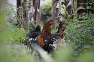 home-brewed chicken farm in Indonesia