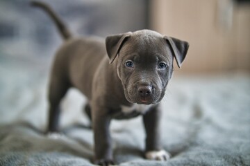 Beautiful American Staffordshire terrier puppy with blue eyes - obrazy, fototapety, plakaty