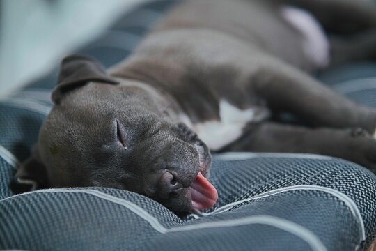 Beautiful American Staffordshire terrier puppy sleeping with his tongue out