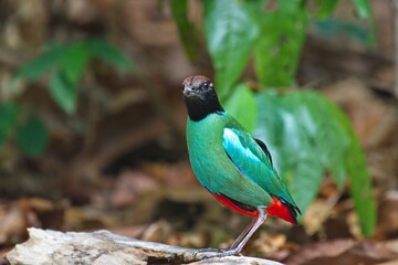 blue winged and hooded pitta birds