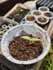 seedlings in a tray