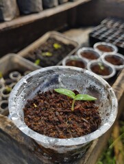 seedlings in a tray