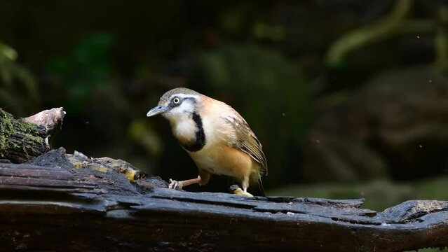 Small lesser necklaced laughingthrush (Garrulax monileger) eating a fruit on a tree branch