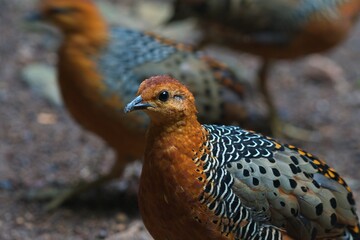 Obraz premium cute and beautiful rainforest birds of Thailand