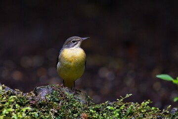 cute and beautiful rainforest birds of Thailand