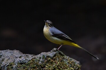 cute and beautiful rainforest birds of Thailand
