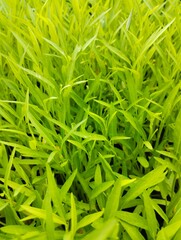 green grass texture