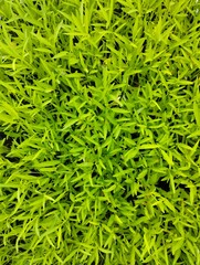 green grass background