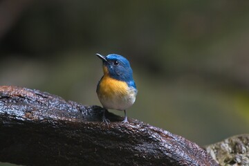 cute and beautiful rainforest birds of Thailand