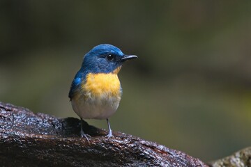 cute and beautiful rainforest birds of Thailand