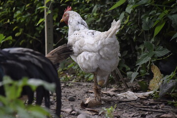 home-brewed chicken farm in Indonesia