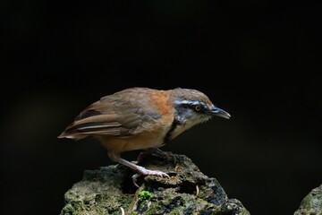 cute and beautiful rainforest birds of Thailand