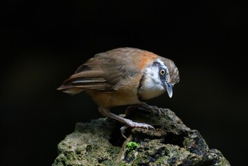 cute and beautiful rainforest birds of Thailand