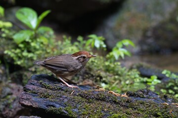 cute and beautiful rainforest birds of Thailand