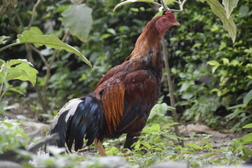 home-brewed chicken farm in Indonesia