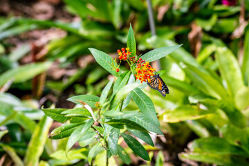 Abeja posada en Asclepias curassavica que pertenece a la familia Apocynaceae.