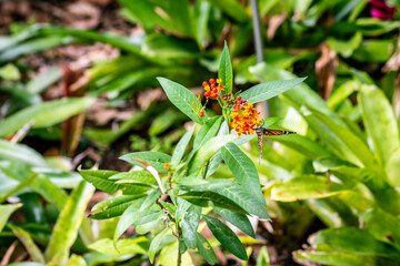 Abeja posada en Asclepias curassavica que pertenece a la familia Apocynaceae.
