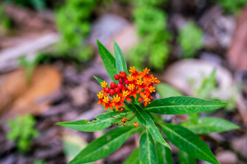 Asclepias curassavica que pertenece a la familia Apocynaceae.