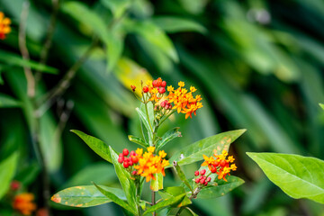 Asclepias curassavica que pertenece a la familia Apocynaceae.