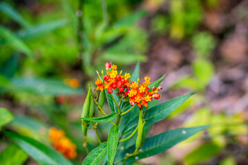 Asclepias curassavica que pertenece a la familia Apocynaceae.