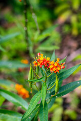 Asclepias curassavica que pertenece a la familia Apocynaceae.