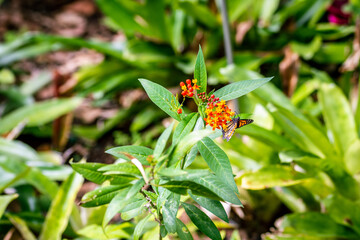 Abeja posada en Asclepias curassavica que pertenece a la familia Apocynaceae.
